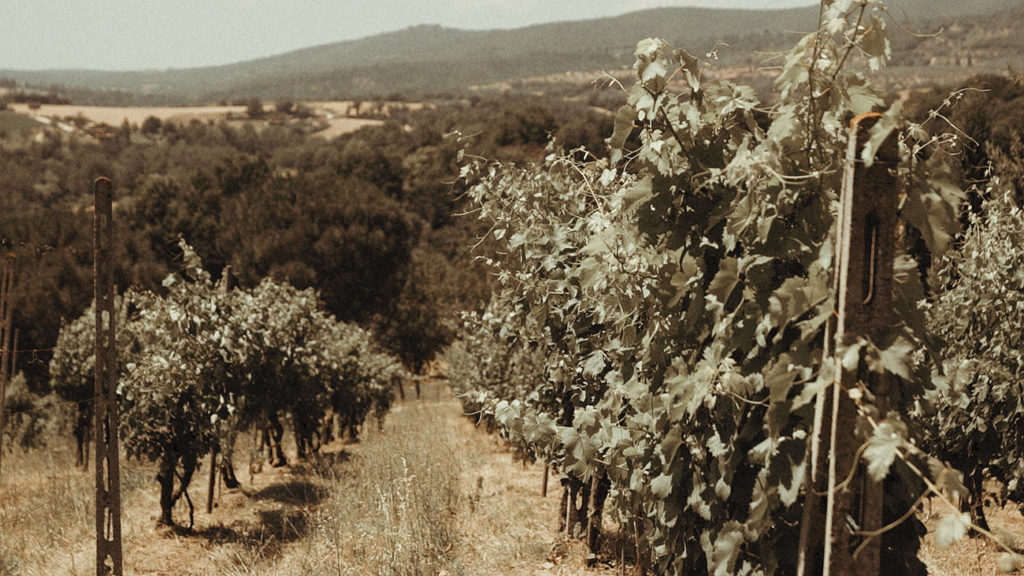 Vineyards in villa Rey Umbria
